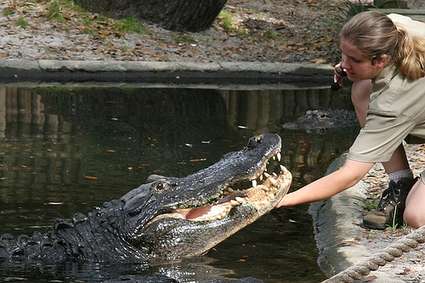 Florida, St Augustine alligator farm