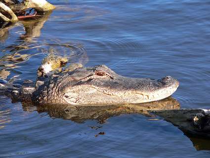Florida, Everglades alligator