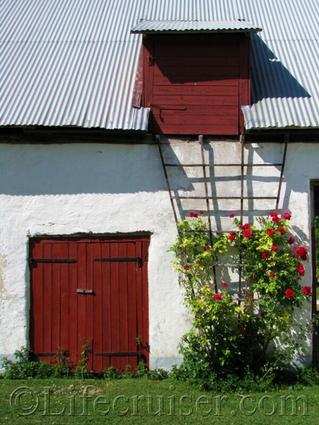 Gotland farm wall with red roses, Sweden