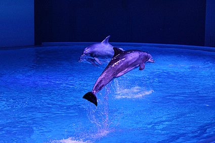 Kolmården Dolphin Show