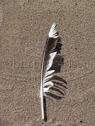 lifecruiser-beach-feather