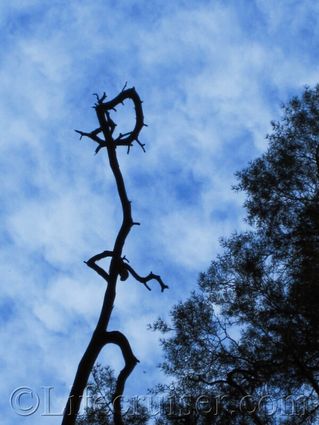 Norwegian tree troll in sky
