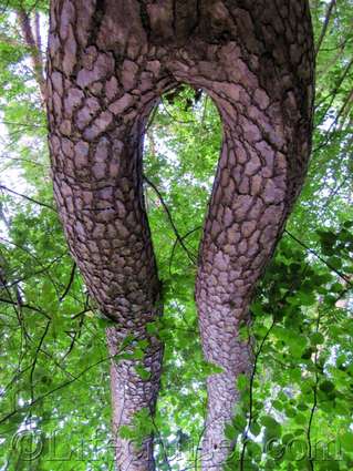 Norwegian tree troll legs