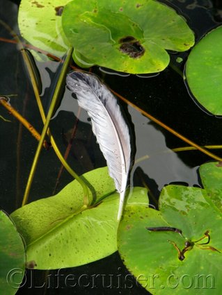 Sweden: calm water feather