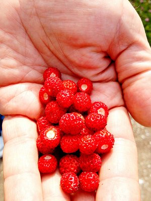 Sweden, Fårö Smultron berries