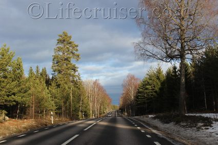 Sweden: Swedish road surrounded by trees
