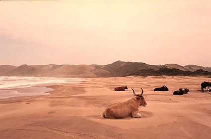 South African cows at beach