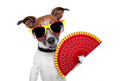 Spanish dog with fan